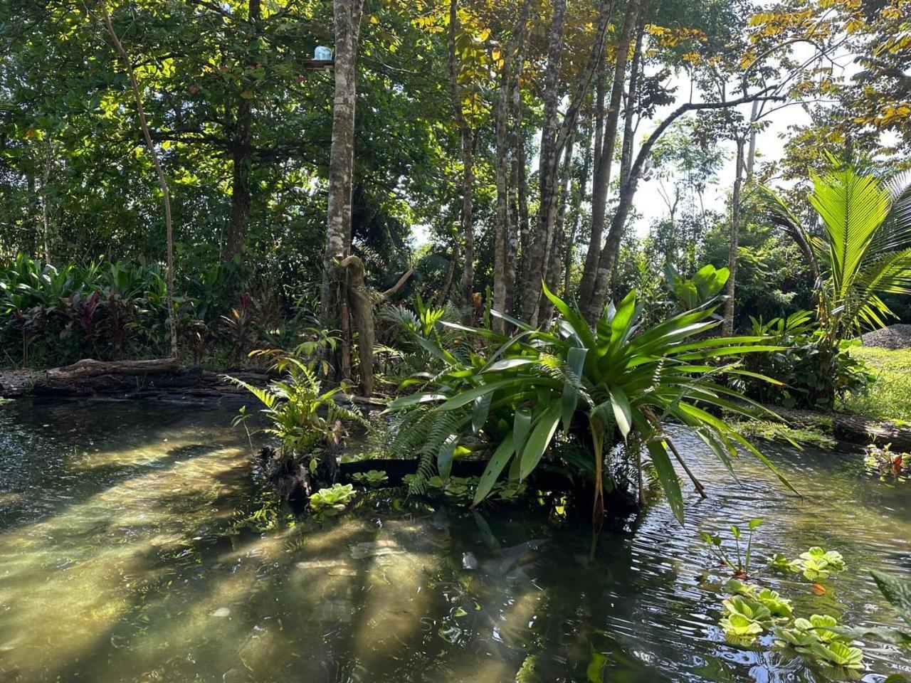 La Palapa Hut Nature Hostel Puerto Jimenez Exterior photo